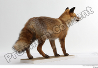  Red fox whole body 0008.jpg